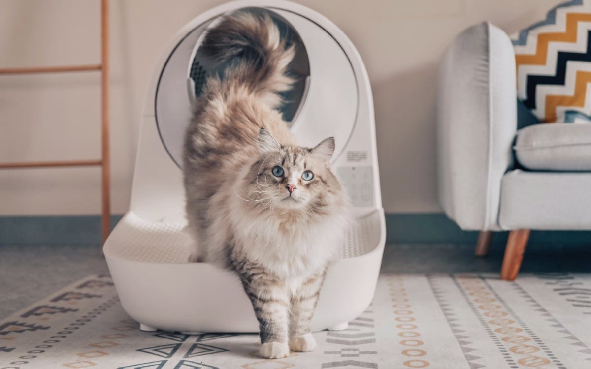 How to Help Your Cat Adjust to an Automatic Litter Box Catlink New