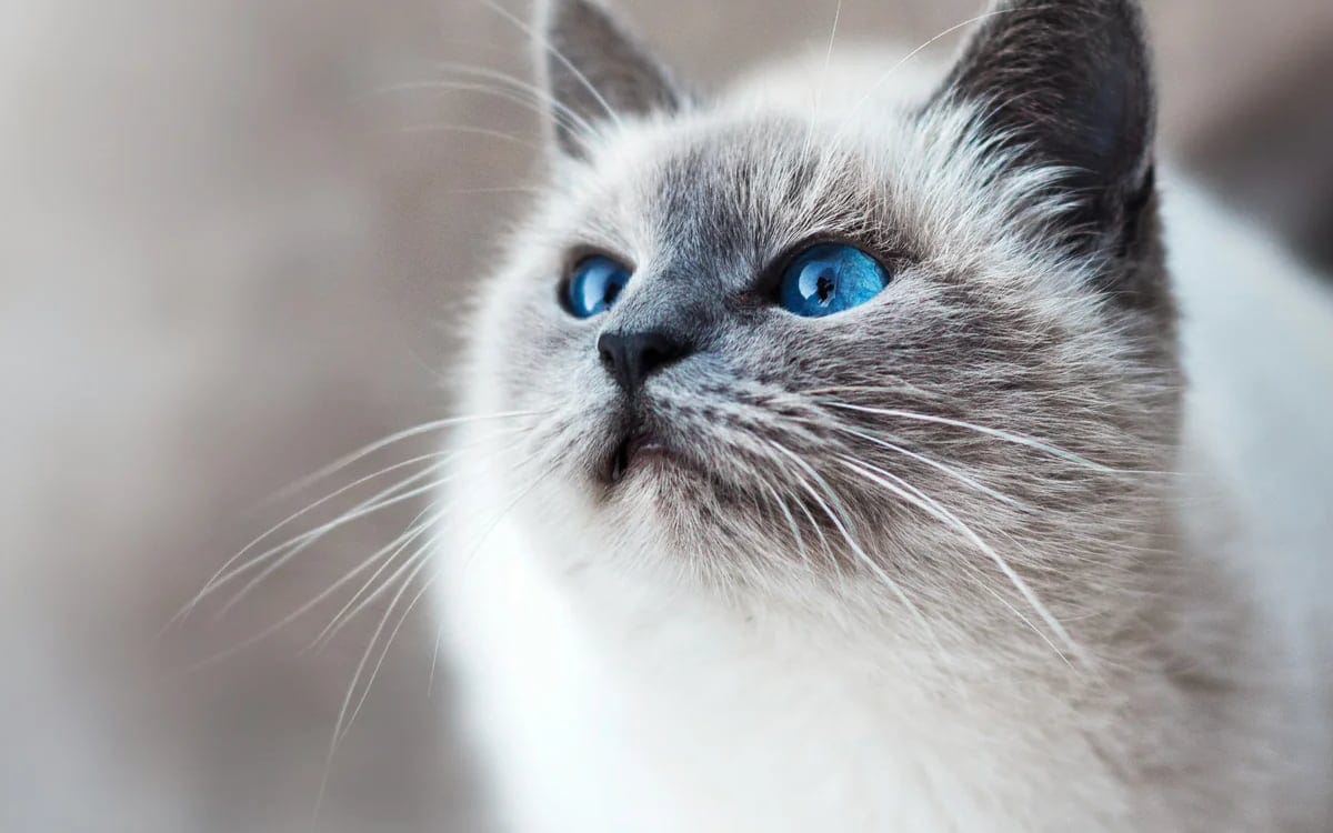 Picture of Cat Safety Essentials: Guarding Against Oils, Plants, and Dehydration ...