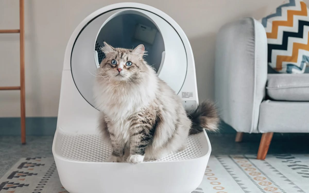Self-Cleaning vs. Traditional Litter Boxes: Which is the Best for Your Cat?