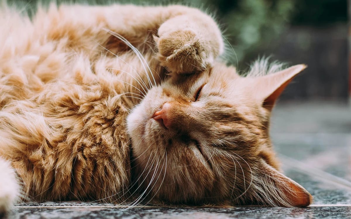 Cat Parenting 101: Tips for a Happy, Healthy Feline Life