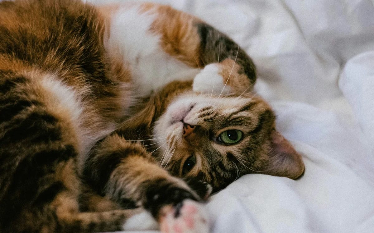 5 Clear Signs Your Cat’s Litter Box Needs an Upgrade