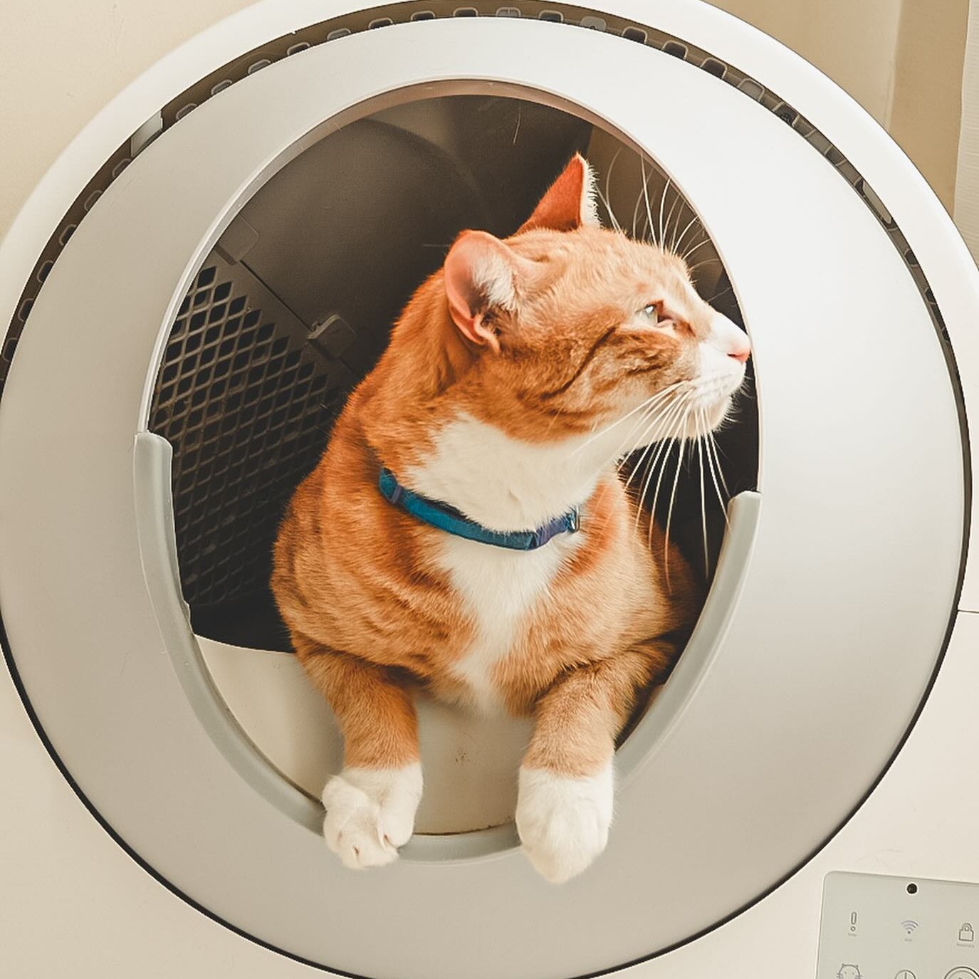 CATLINK Customer Photos
