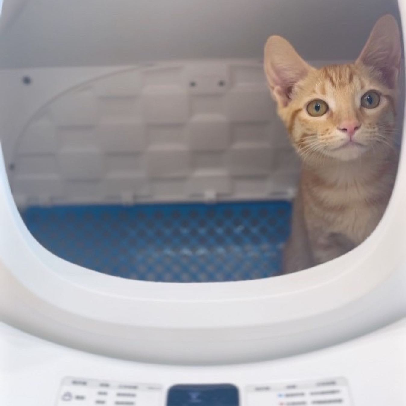 CATLINK Customer Photos