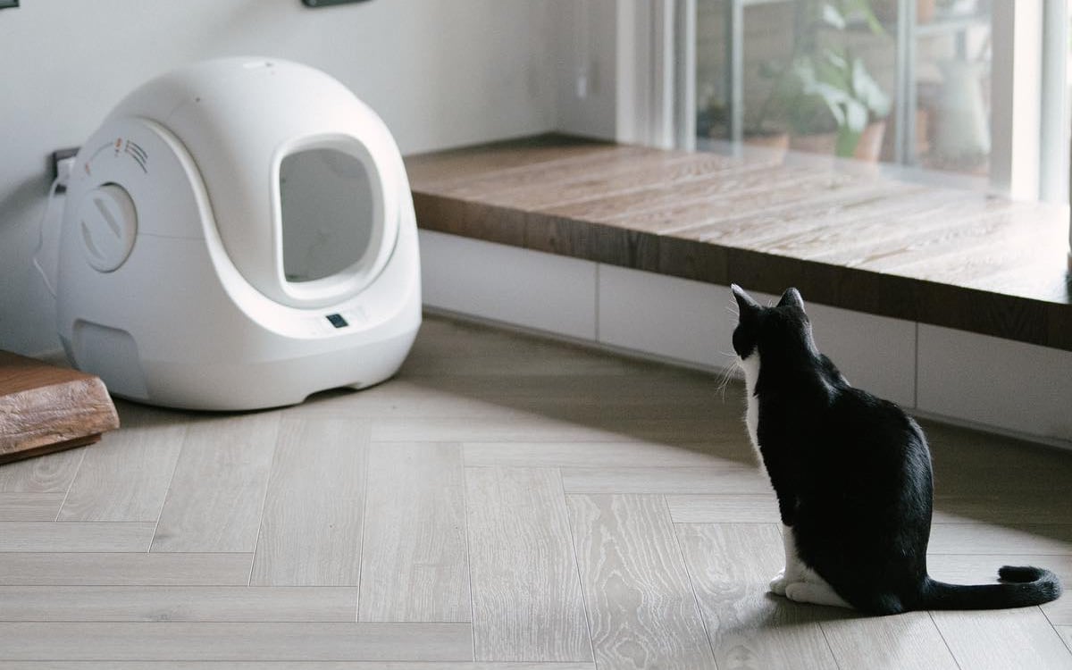 Why an Automatic Cat Litter Box is the Purr-fect Christmas Gift ...